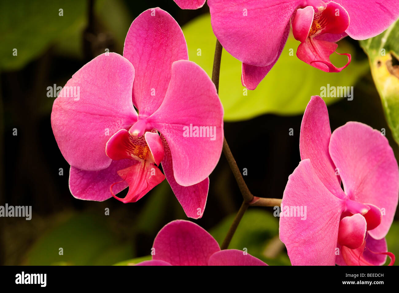 Orchidée rose. Commander Brassicoideae, famille des Orchidacées, genre Phalaenopsis, espèce hybride. L'Afrique du Sud. Banque D'Images