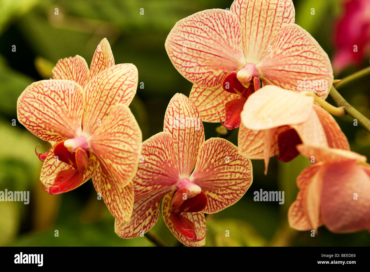 Orchidée Orange hybride. Commander Brassicoideae, famille des Orchidacées, genre Phalaenopsis, espèce hybride. L'Afrique du Sud. Banque D'Images