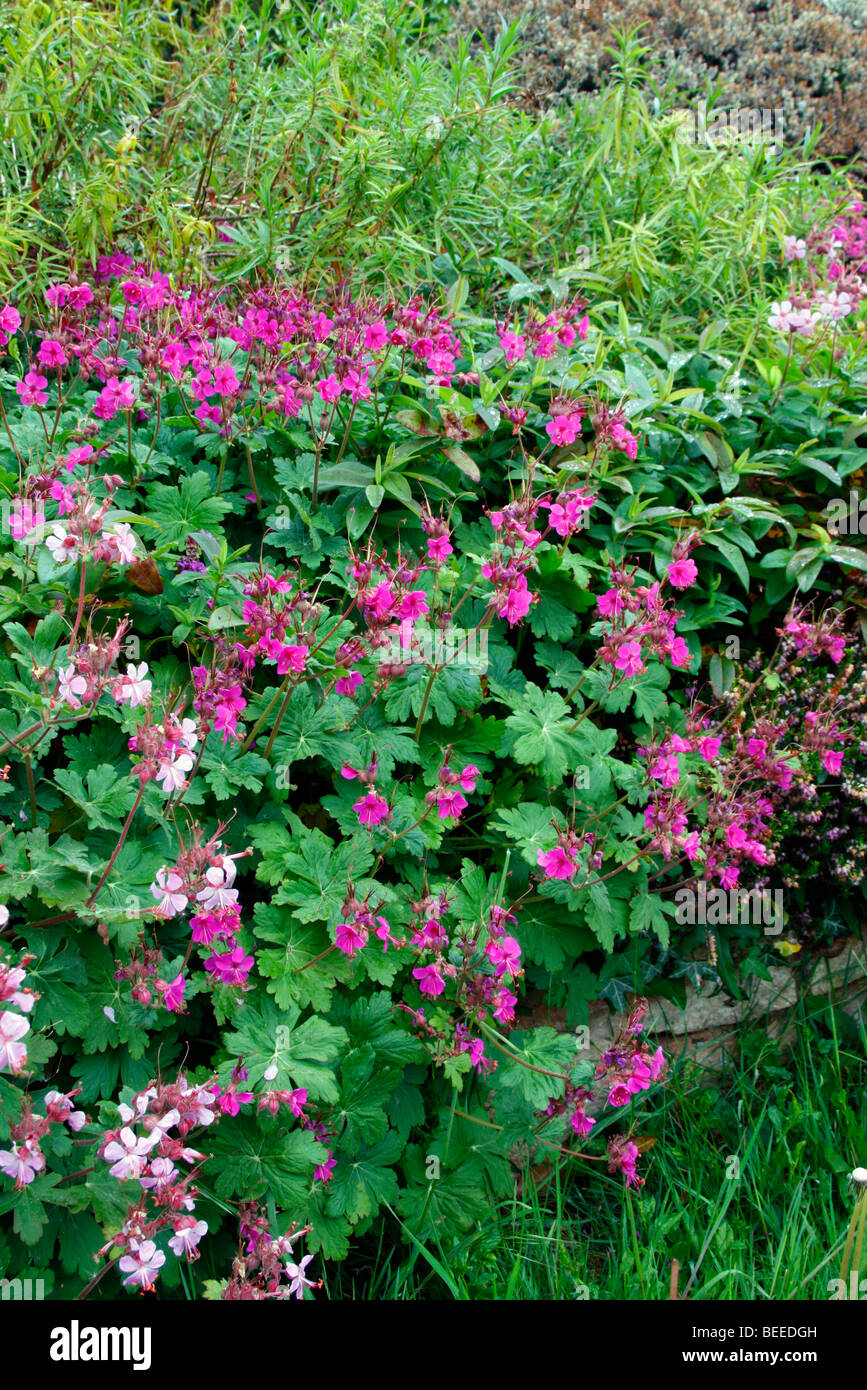 Les cultivars 'macrorhizzum Geranium Ingwersen's Variety' AGM (rose pâle) et le plus sombre de la variété 'Bevan AGA' Banque D'Images