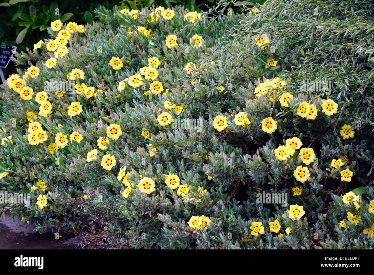 Halimium lasianthum subsp formosum 'Sandling' Banque D'Images