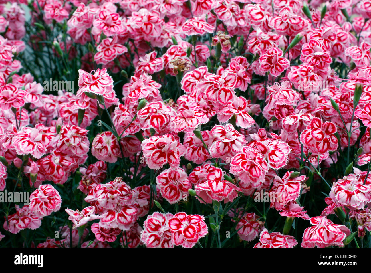 Dianthus 'Starburst' Banque D'Images