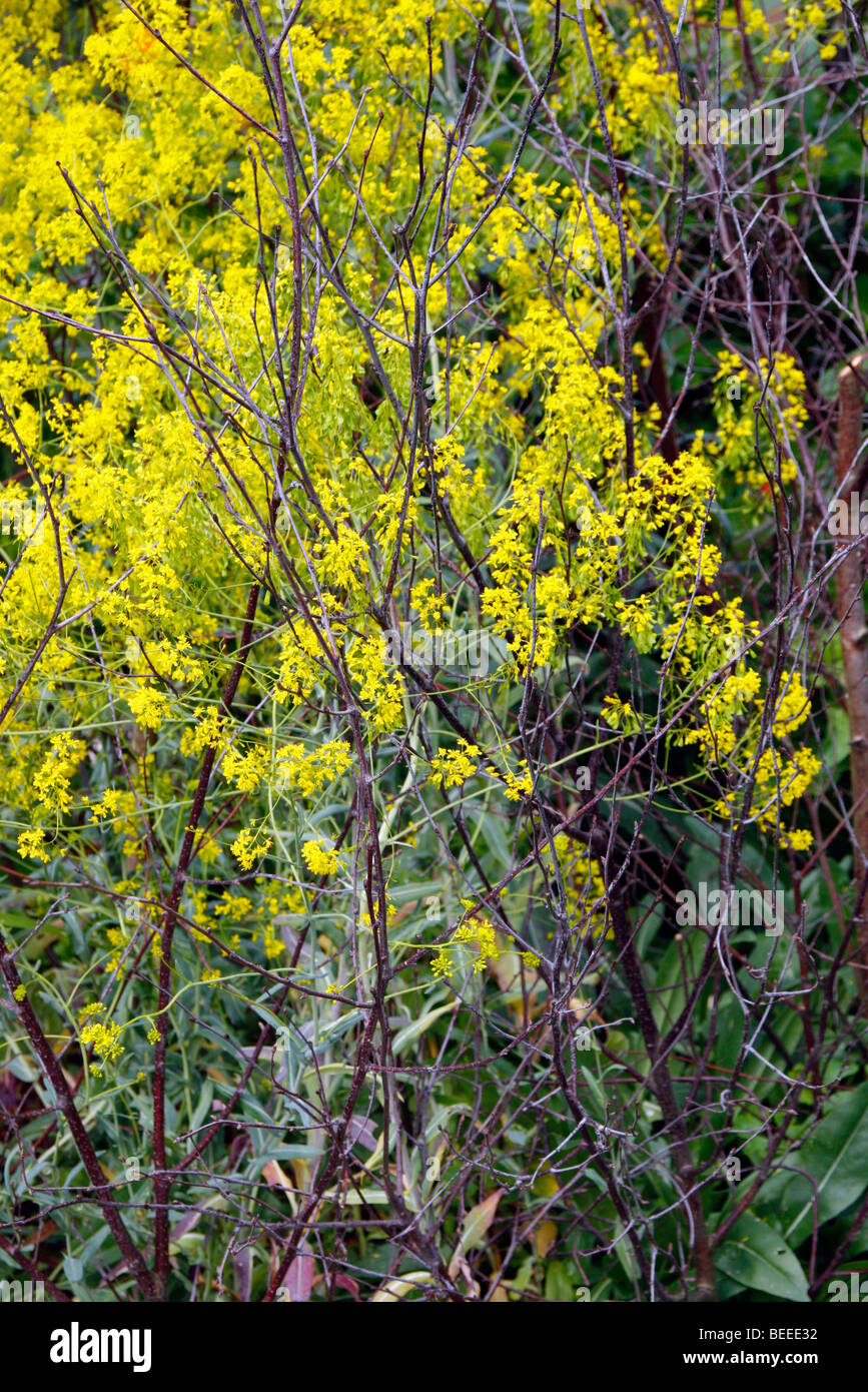 Isatis tinctoria - guède Banque D'Images