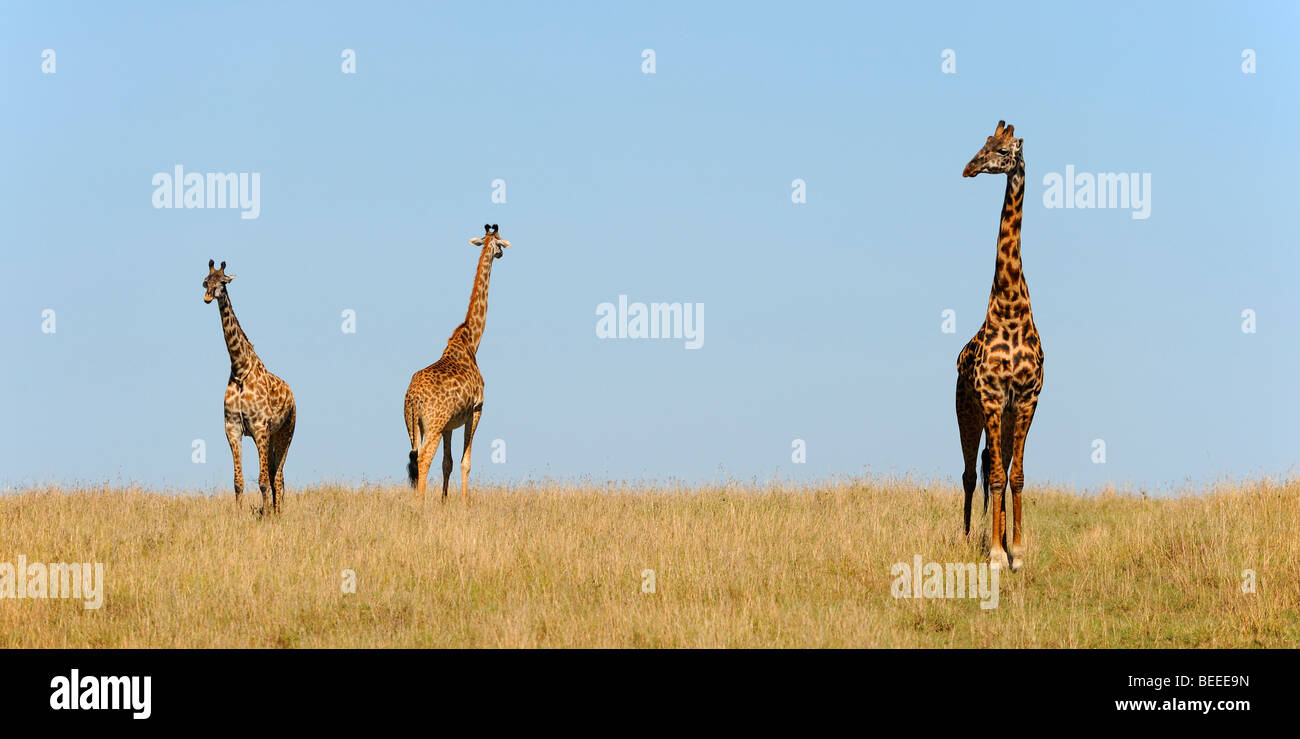 Groupe de girafes Masai (Giraffa camelopardalis tippelskirchi) dans la steppe, la Réserve Naturelle de Masai Mara, Kenya, Afrique de l'Est Banque D'Images