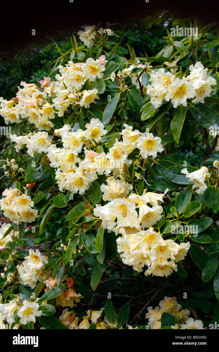 Rhododendron 'Jalisco elect' Banque D'Images
