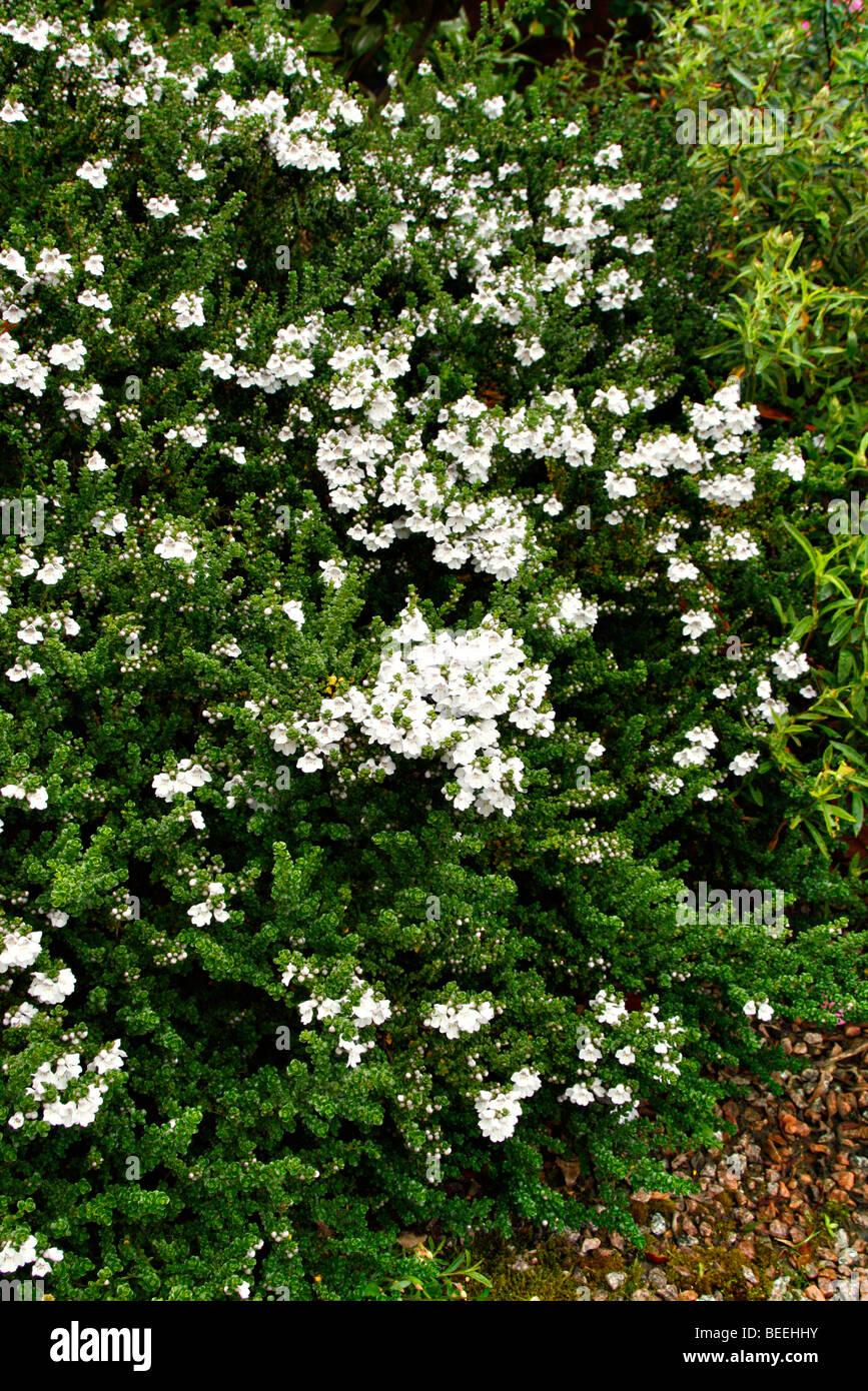 Prostanthera cuneata AGM Banque D'Images