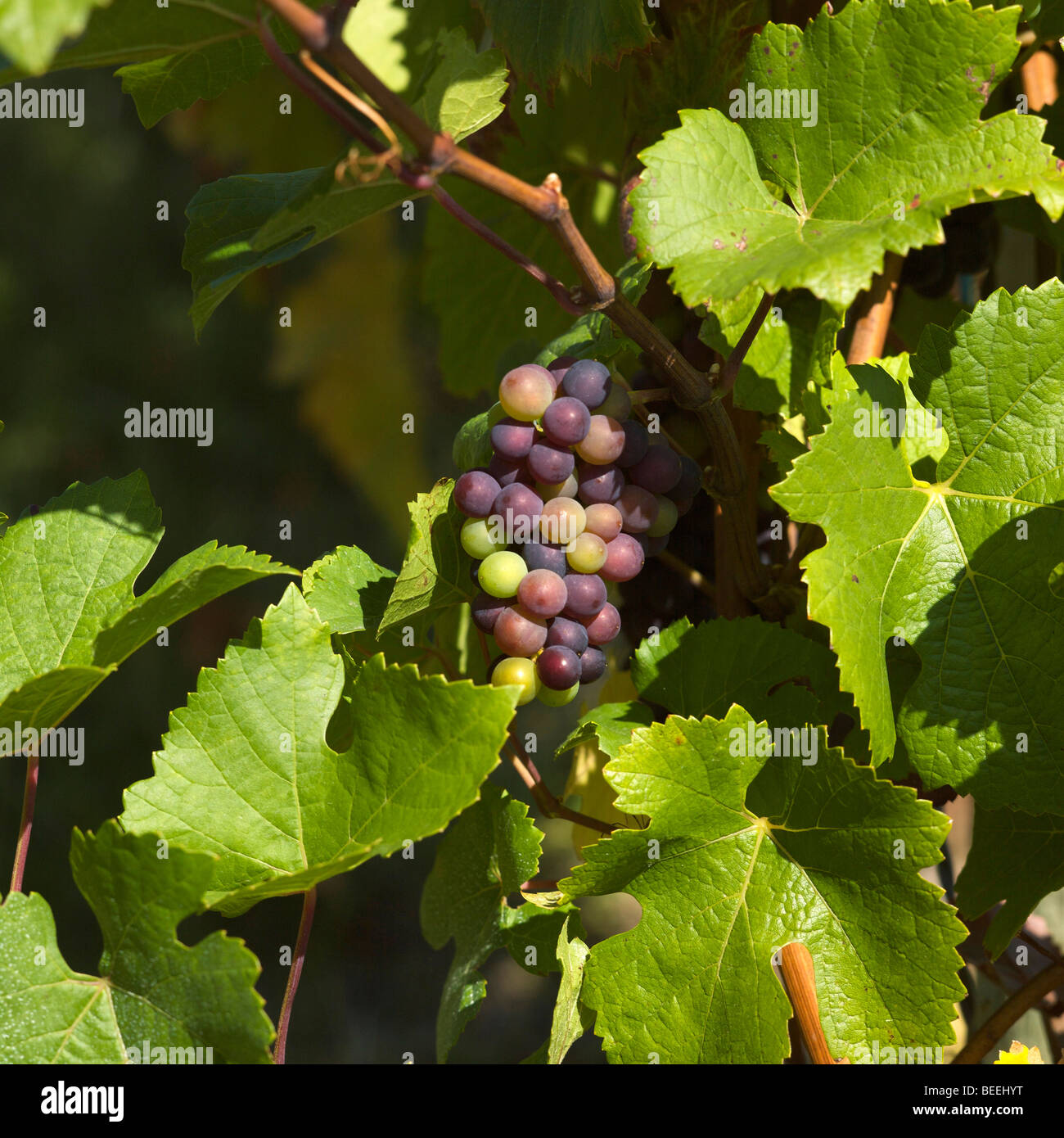 Vigne et grappe de raisins. Banque D'Images