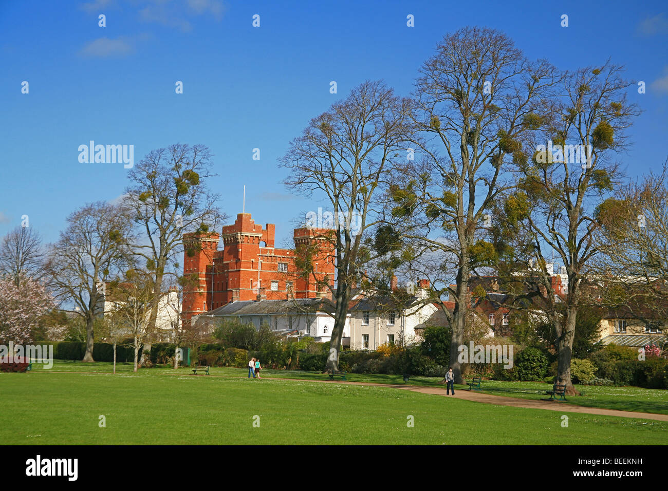 Le gui (Viscum album) croissant sur les tilleuls (Tilia x europaea) dans la région de Vivary Park, Taunton, Somerset, England, UK Banque D'Images