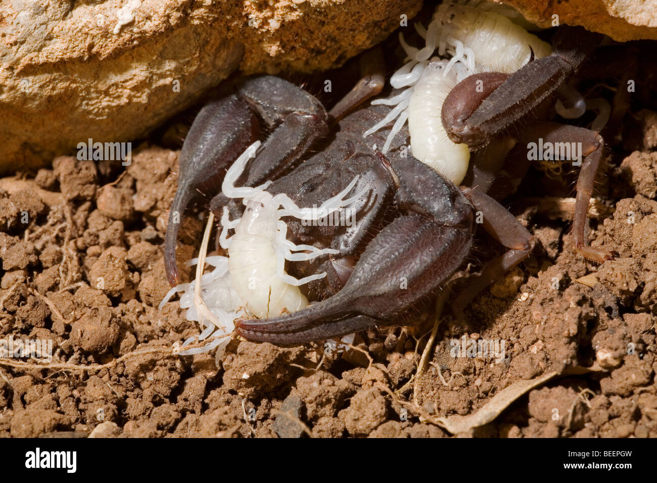 Iurus Dufoureius Femelle Scorpion Avec Bebes Un Jour Blanc Photo Stock Alamy Iurus Dufoureius Femelle Scorpion Avec Bebes Un Jour Blanc Photo Stock Alamy