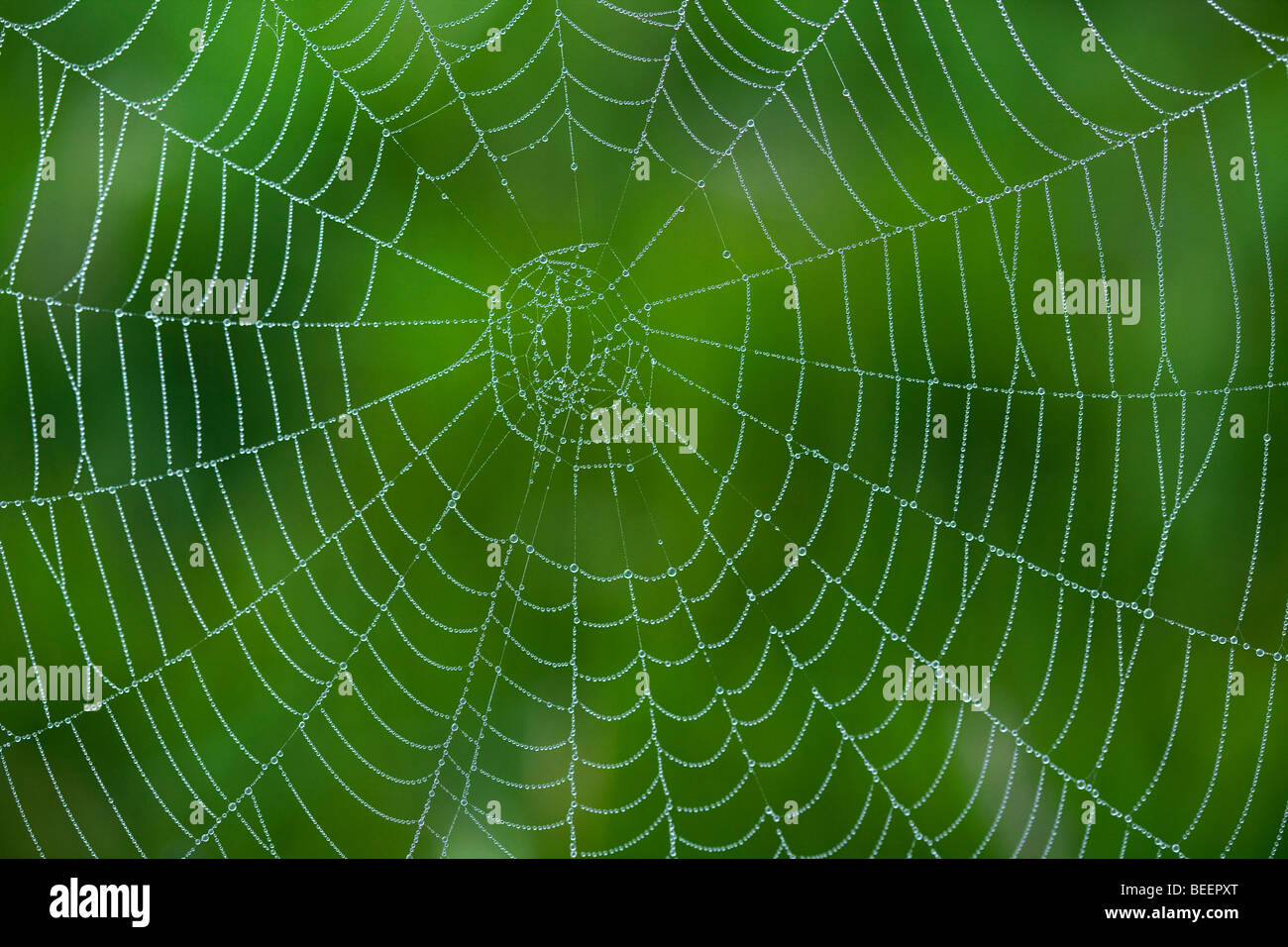 Une toile d'araignée couverte dans la rosée Banque D'Images
