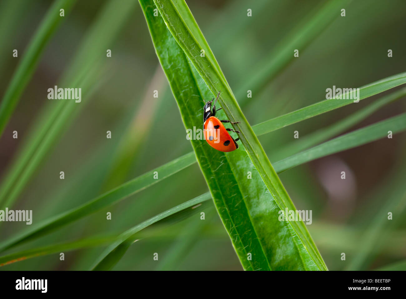 7-spot Ladybird Coccinella -punctata dans grass meadow Printemps Banque D'Images