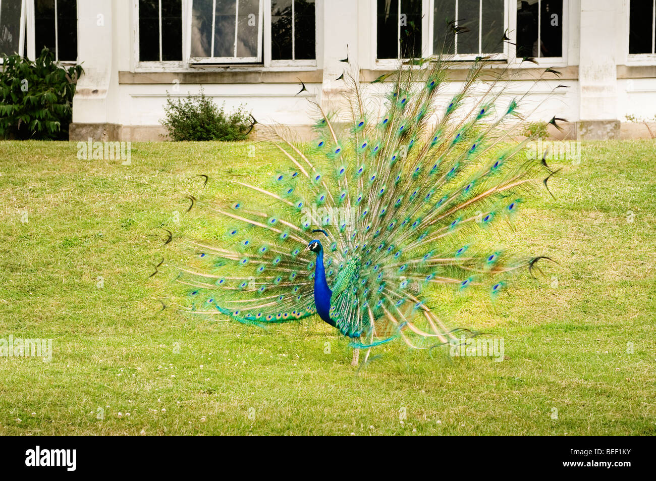 Un paon exhibant à l'extérieur de l'Europe chambre à Kew Gardens. Banque D'Images