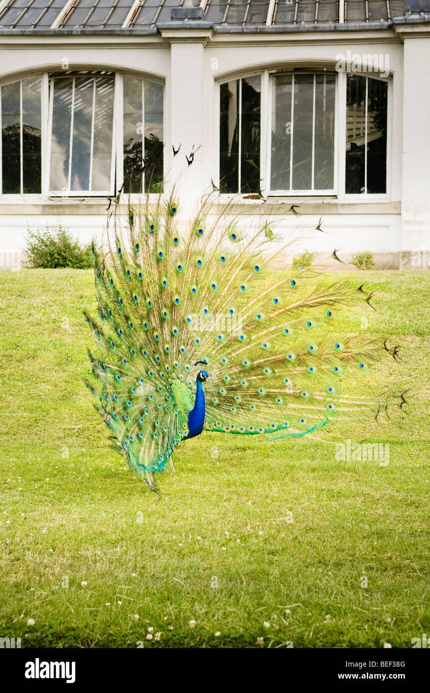 Un paon exhibant à l'extérieur de l'Europe chambre à Kew Gardens. Banque D'Images