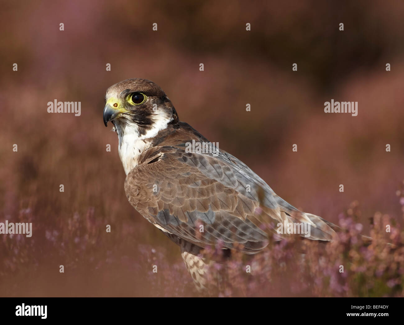 Le faucon dans la lande de bruyère (Falco peregrinus) Banque D'Images