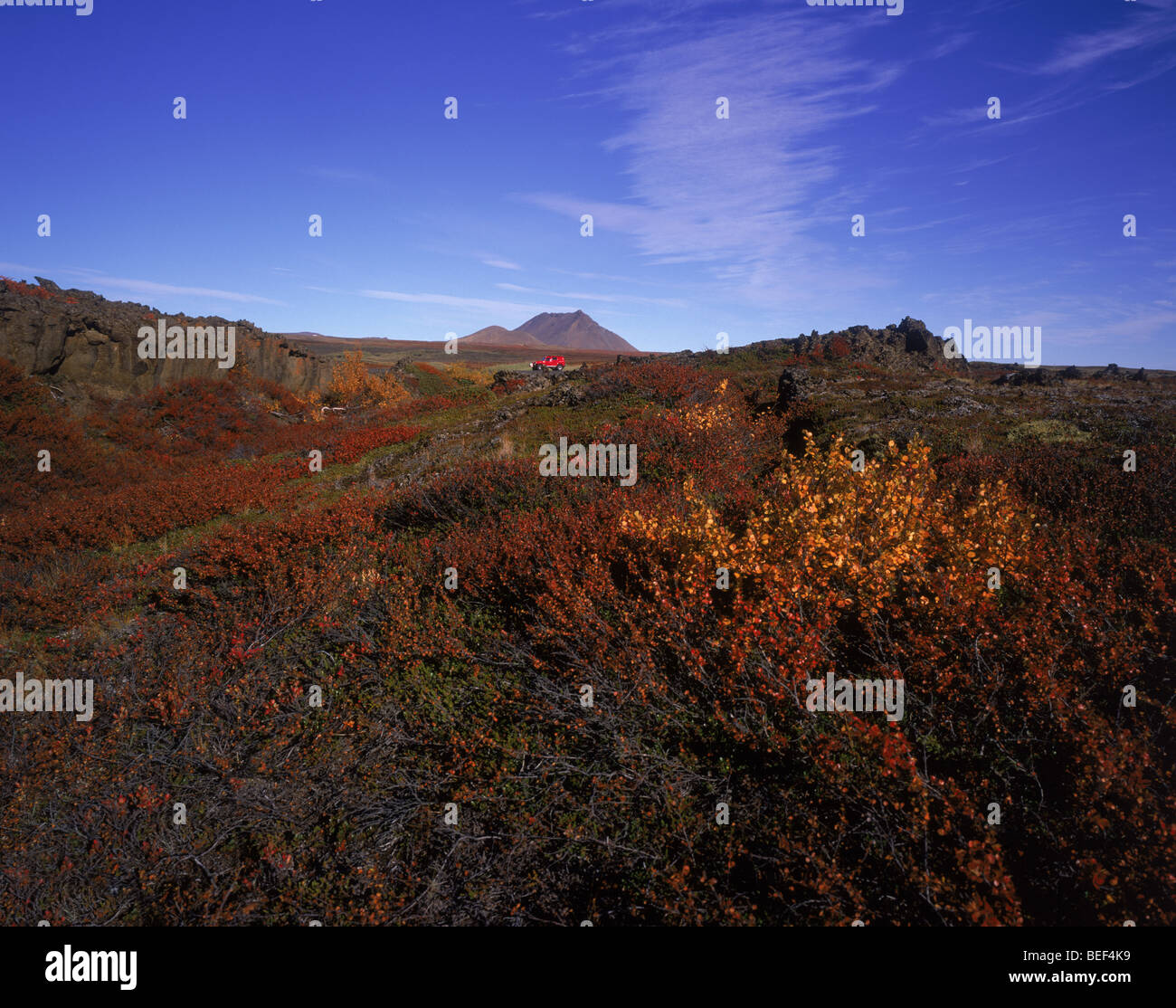 Couleurs d'automne près d'un volcan dans le champ de lave, l'Islande Burfellshraun Banque D'Images