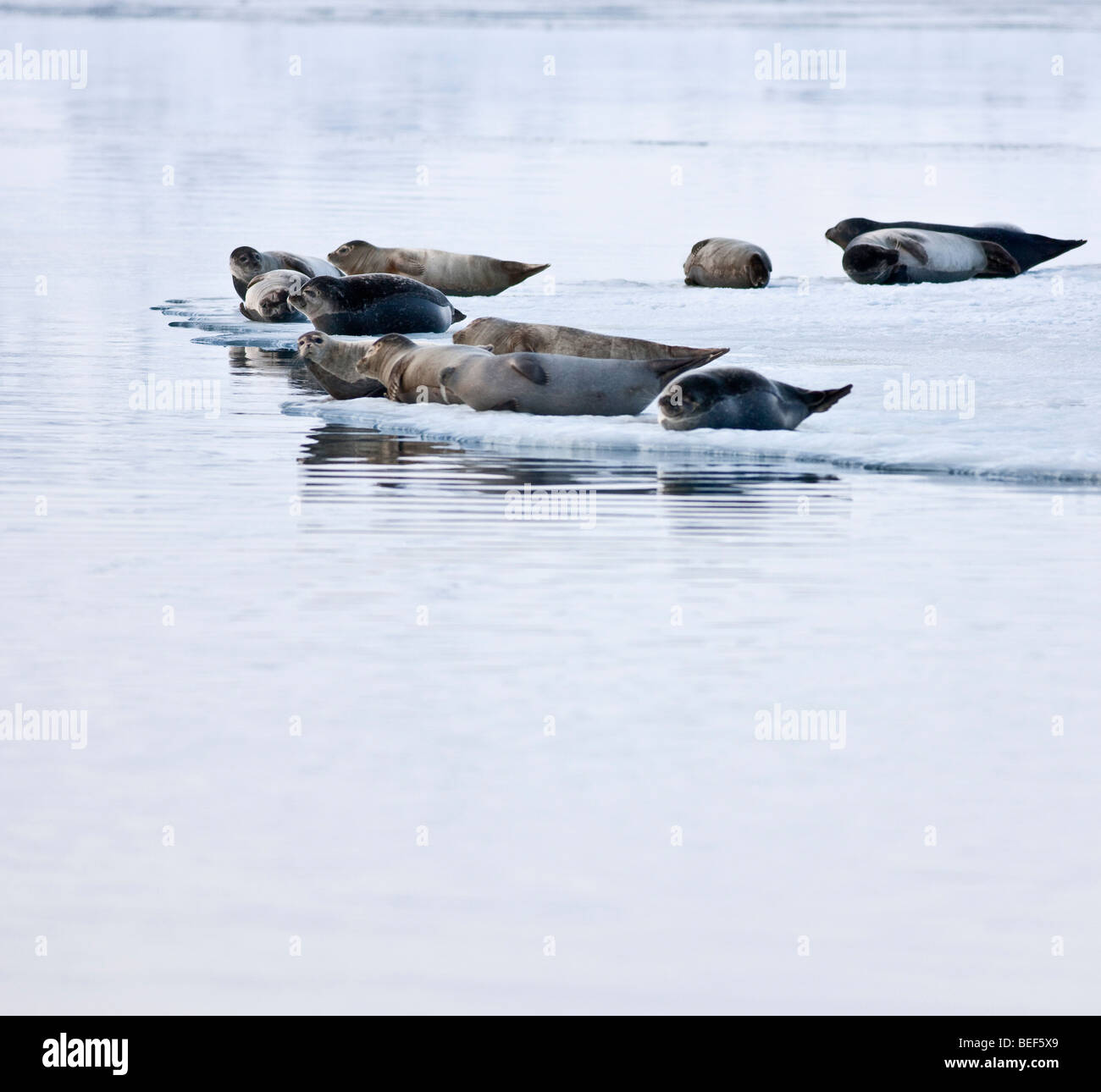 Les phoques de Jokulsarlon Glacial Lagoon, Iceland Banque D'Images