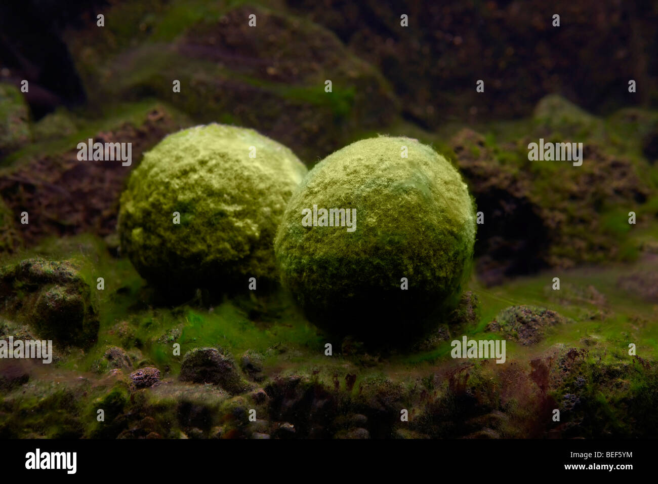Boules d'algues Cladophora aegagrophila , Banque D'Images
