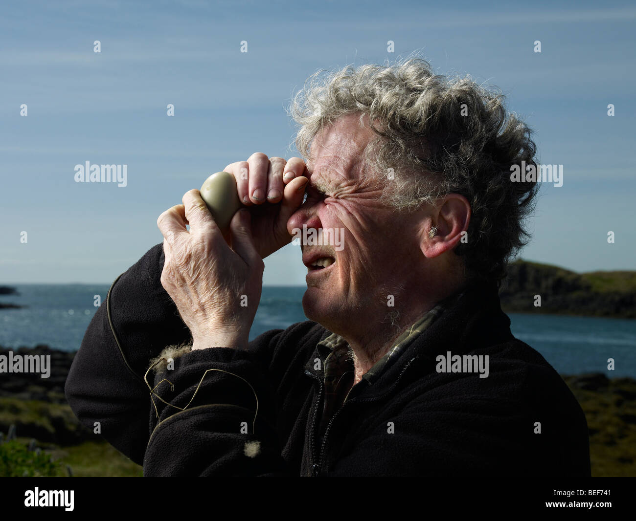 L'inspection des agriculteurs de l'Ouest, d'œufs d'Eider Islande Banque D'Images