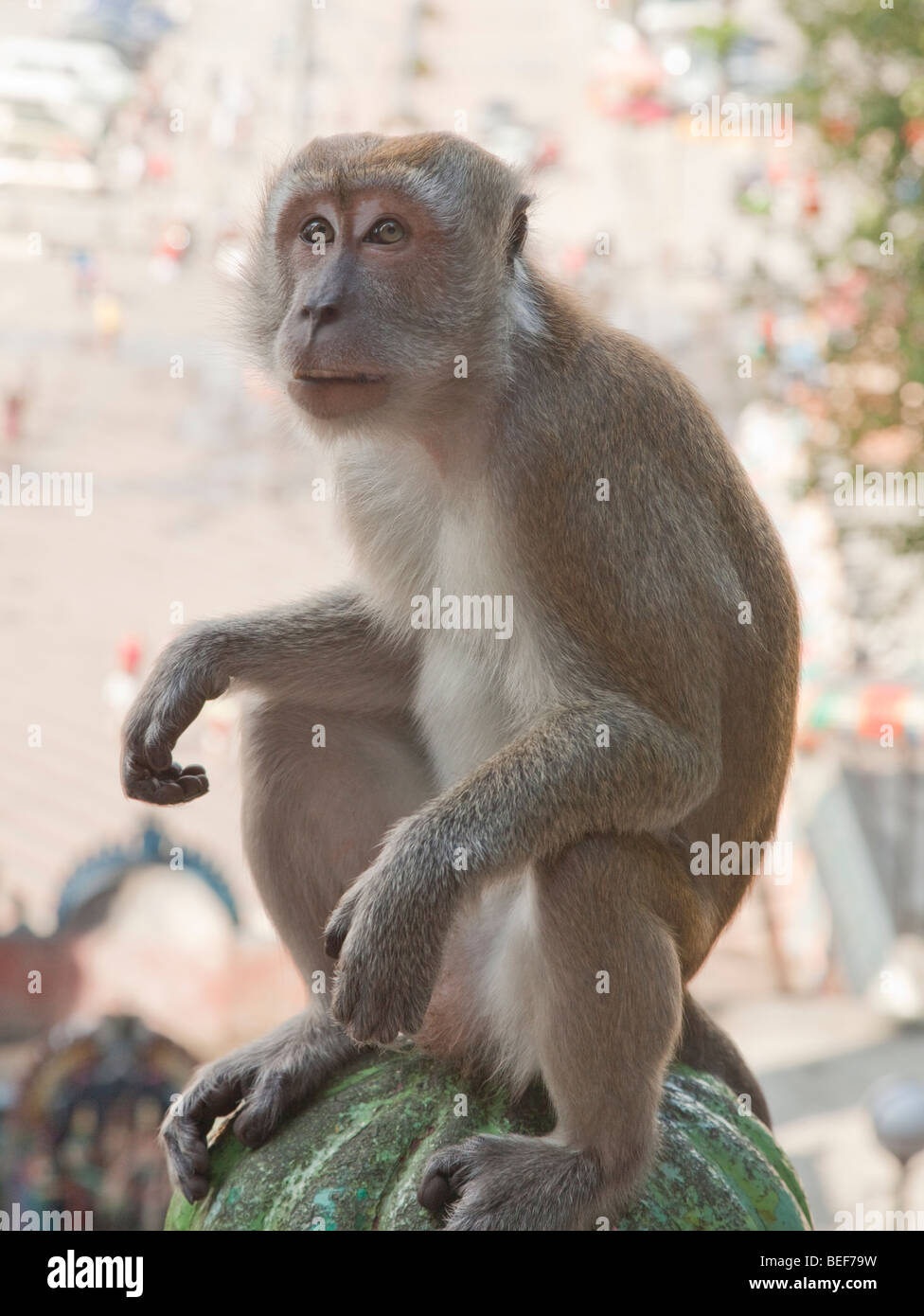 Manger du crabe-singe macaque (Macaca fascicularis) grottes de Batu Malaisie Banque D'Images