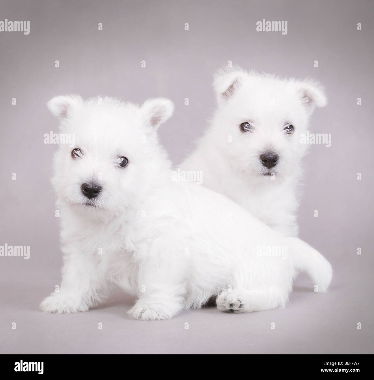 Deux West Highland White Terrier chiots sur le portrait portrait gris Banque D'Images