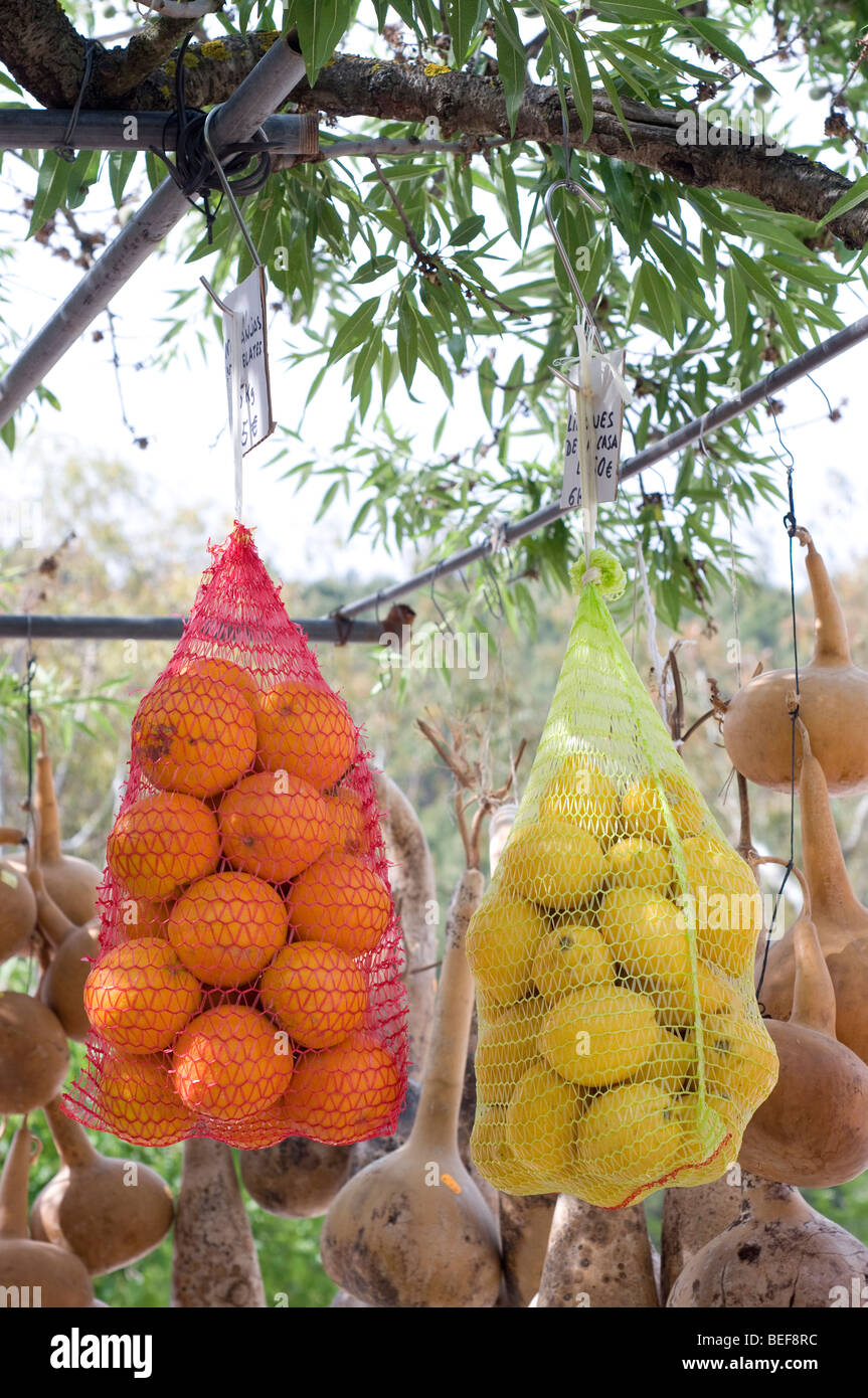 Oranges et citrons pendaison Espagne Banque D'Images