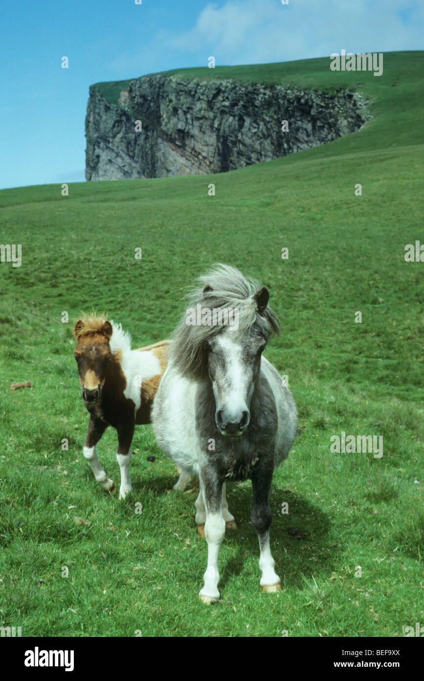 Poneys Shetland sauvage, l'île de Foula, Shetland, Écosse. Banque D'Images