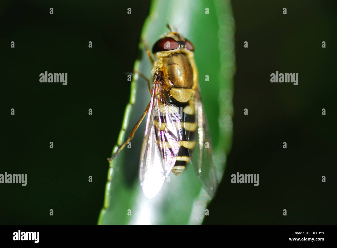 Une guêpe se reposant sur une feuille verte Banque D'Images