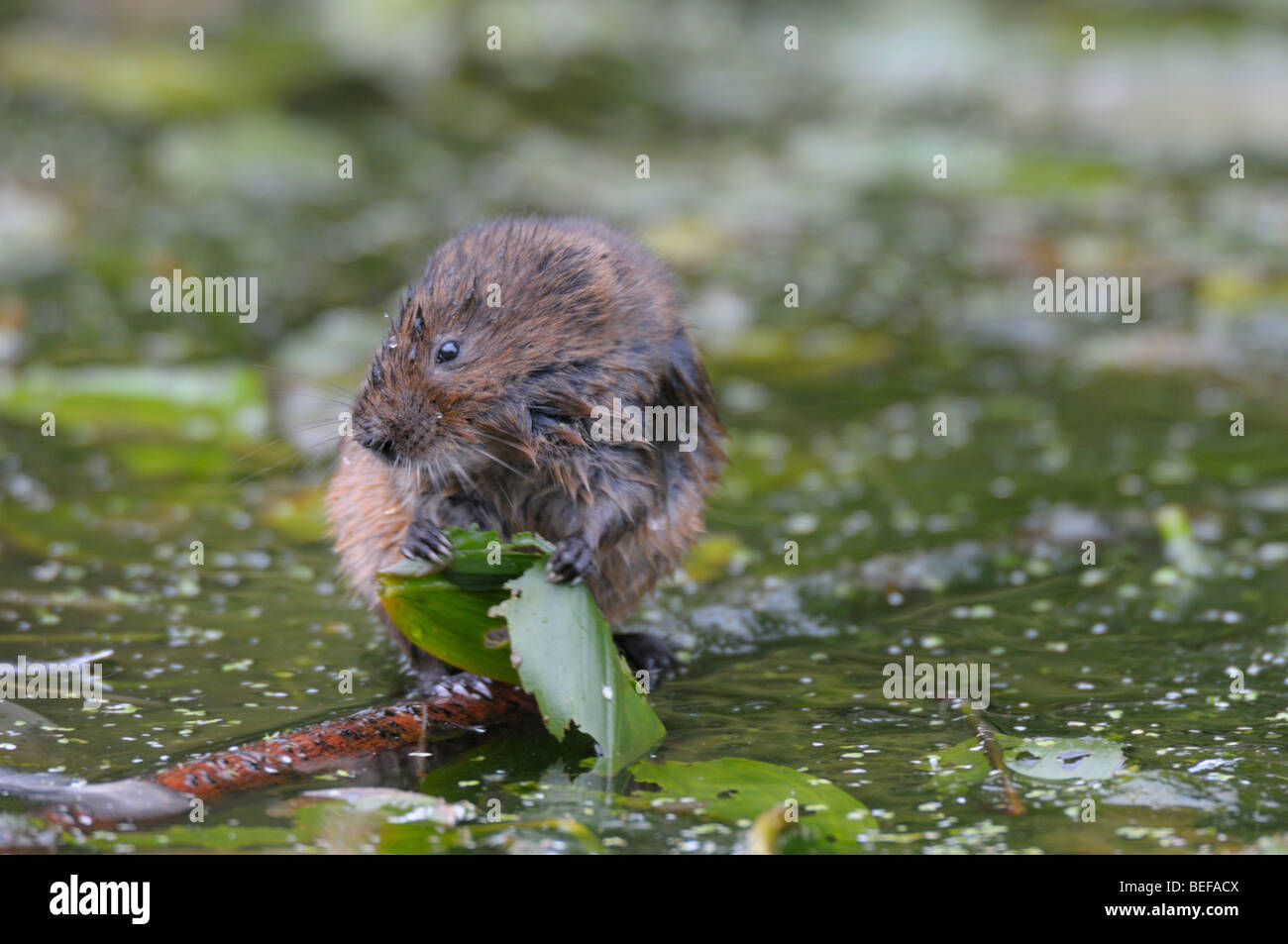 Le Campagnol de l'eau(Arvicola terrestris) l'alimentation. Banque D'Images