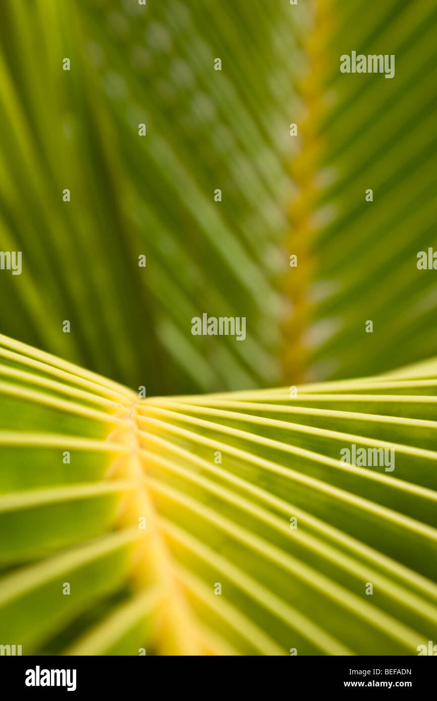 Close-up configuration des feuilles de palmier à Guanacaste, Costa Rica. Banque D'Images