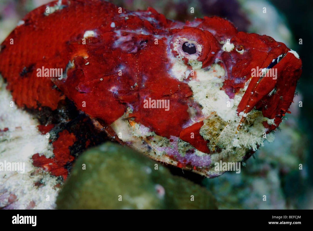 Diable rouge poisson Scorpion sous l'eau. Banque D'Images