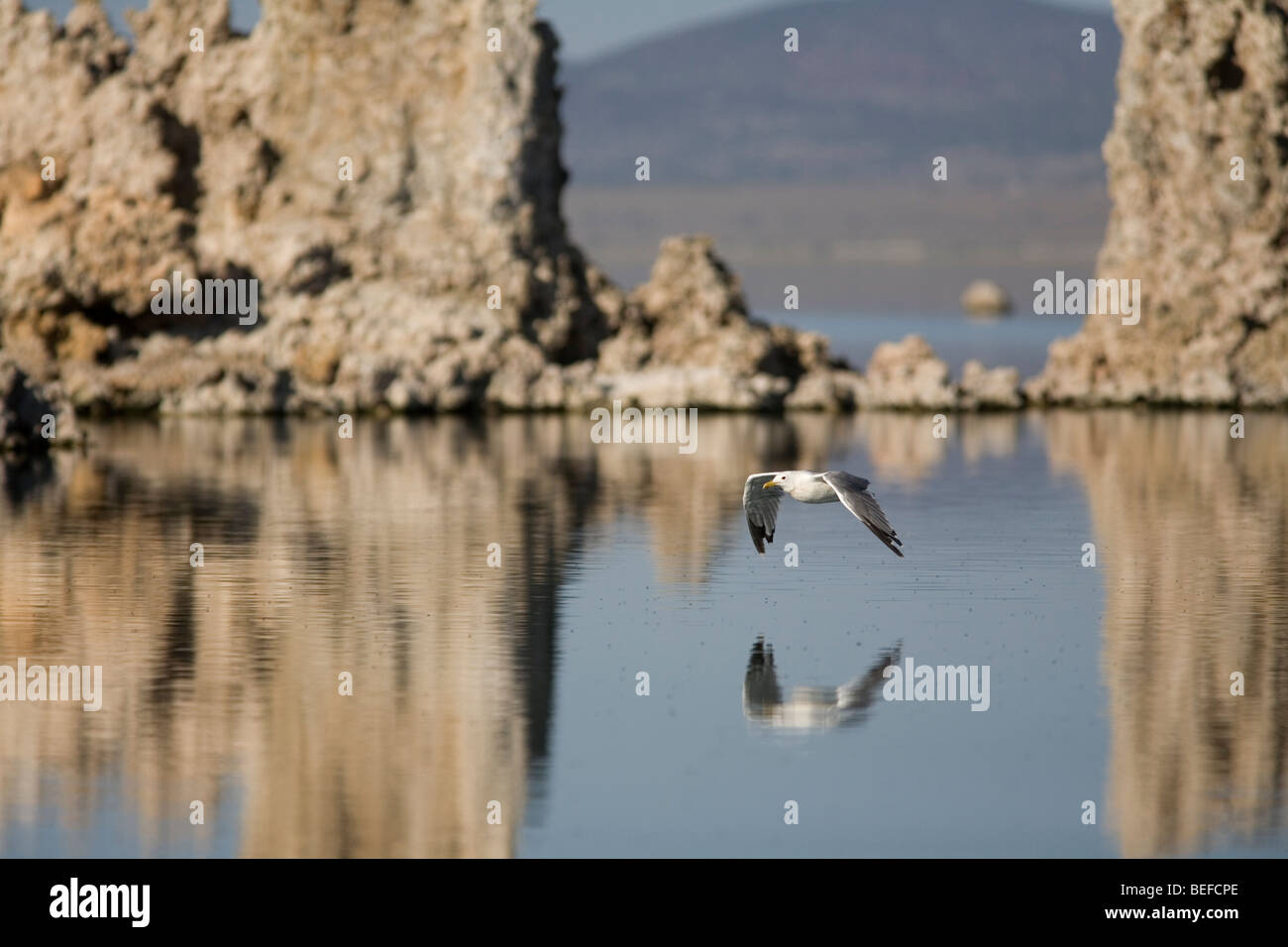 California Gull (Larus californicus), volant au lac Mono, en Californie Banque D'Images