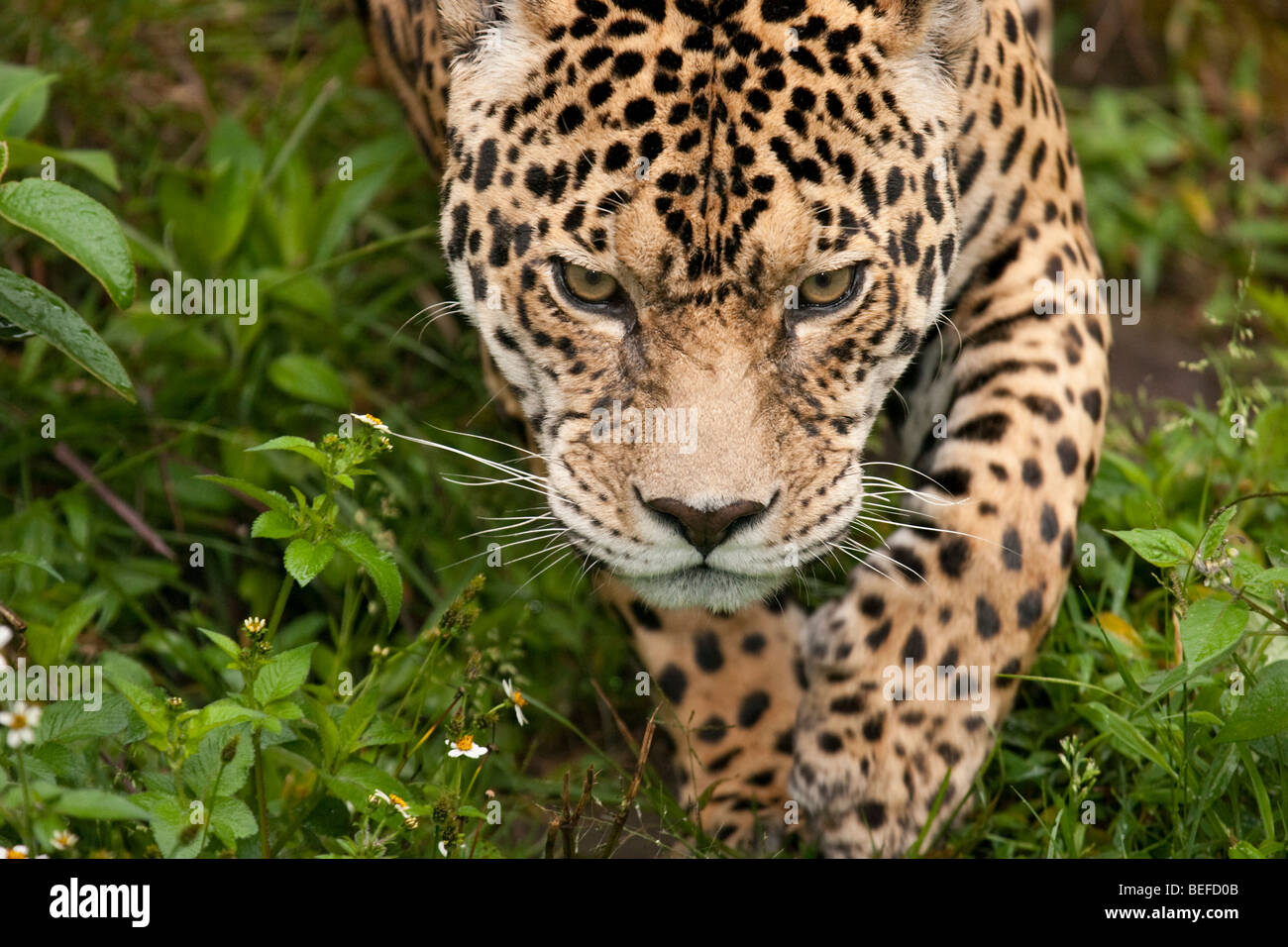 Prowling jaguar, Panthera onca, en Equateur. Banque D'Images