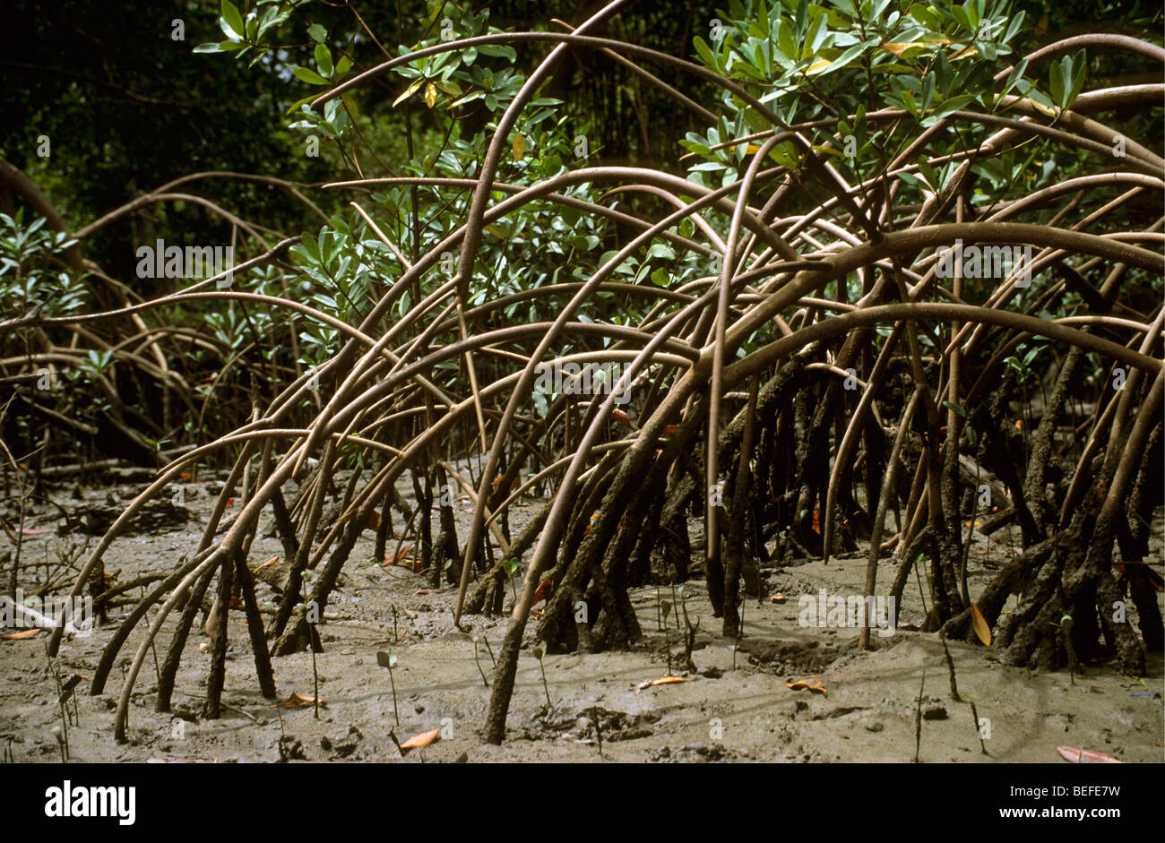 Racines échasses du palétuvier Rhizophora mangle à marée basse à l'embouchure du fleuve, la végétation côtière atlantique, Para, Brésil Banque D'Images