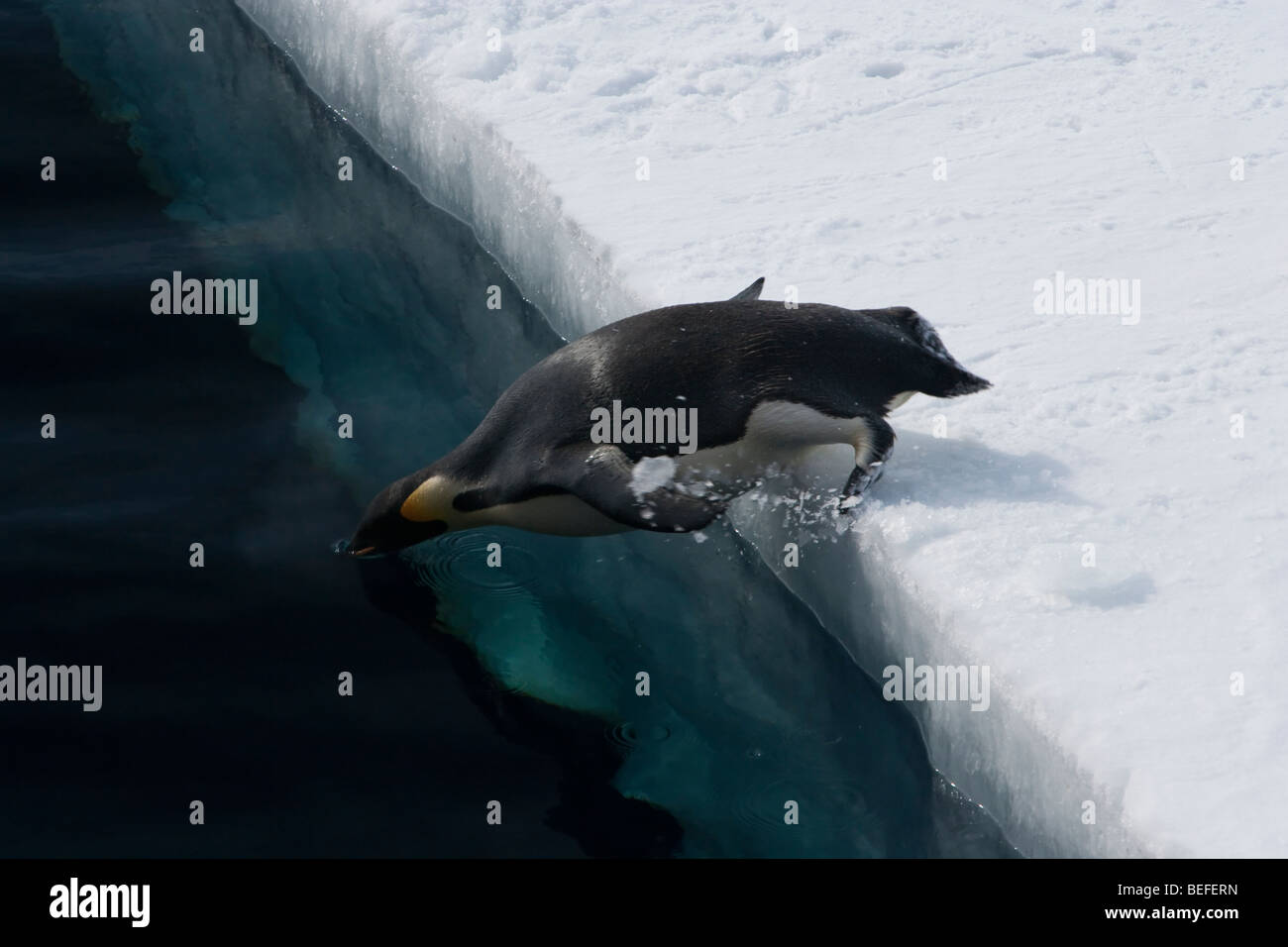 Arrêter-manchot empereur d'action de la plate-forme de glace d'une épaisseur de plongée dans l'océan Antarctique bec entrant dans l'eau pieds dans l'eau vue sur la glace de l'ice shelf ci-dessous Banque D'Images