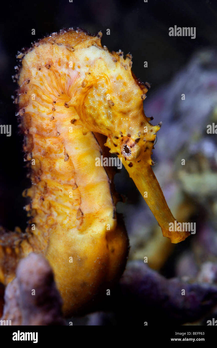 Hippocampe jaune sous l'eau Photo Stock - Alamy
