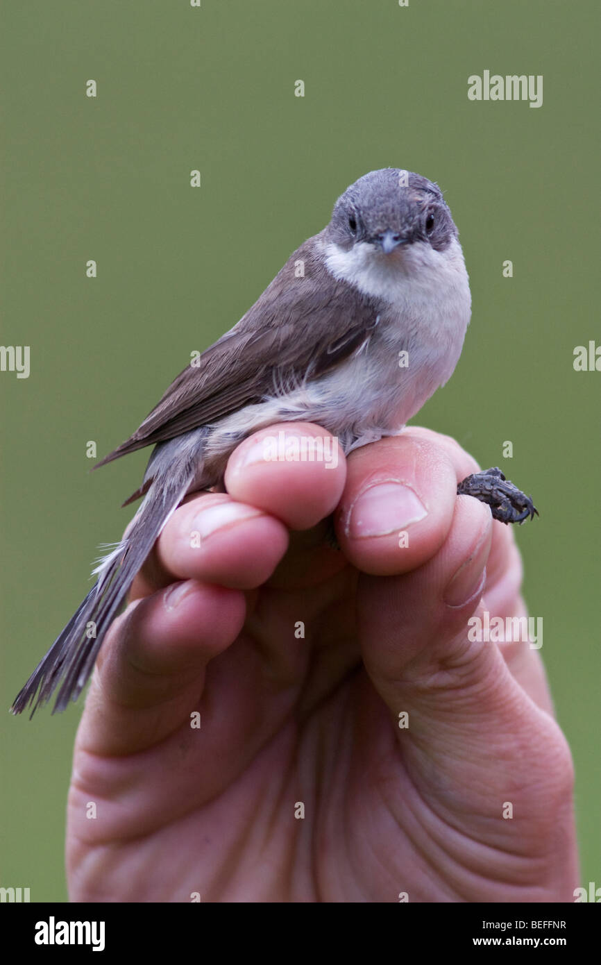 Fauvette grisette moindre dans la main sur Fair Isle, Shetland Banque D'Images