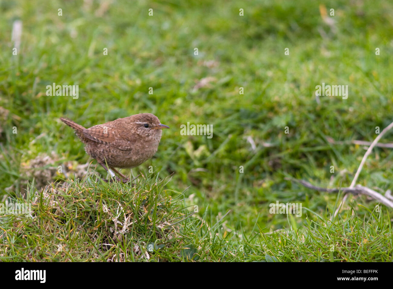 Fair Isle wren sur Fair Isle Shetland Banque D'Images