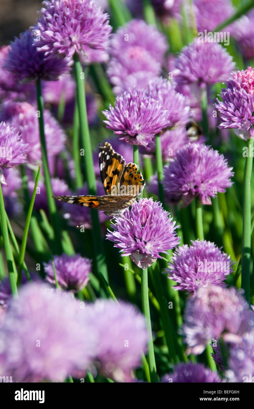 Papillon belle dame (Vanessa cardui), famille des Nymphalidae, à la ciboulette (Allium schoenoprasum) Banque D'Images
