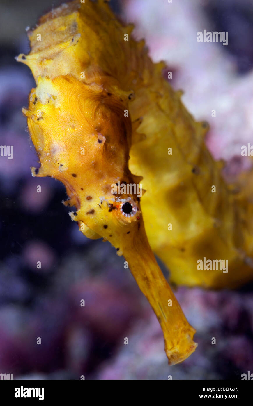 Hippocampe jaune sous l'eau. Banque D'Images