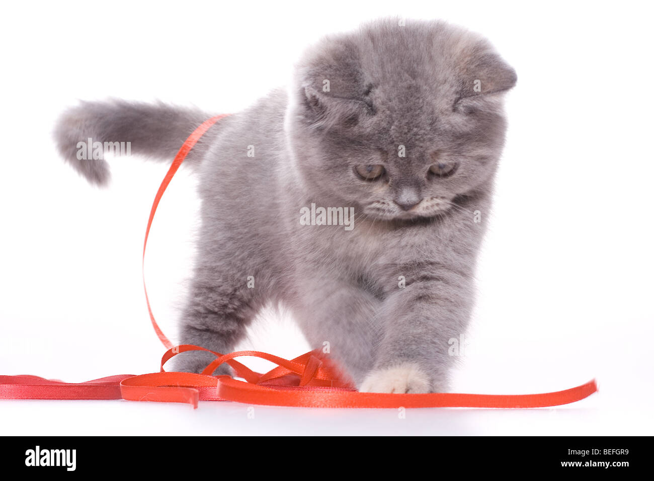 Petit chat avec ruban rouge sur fond blanc Banque D'Images