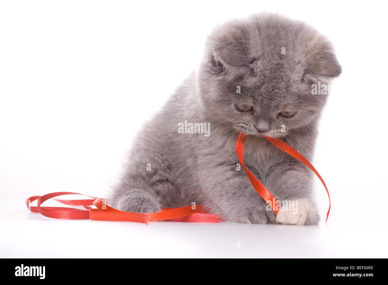 Petit chat avec ruban rouge sur fond blanc Banque D'Images