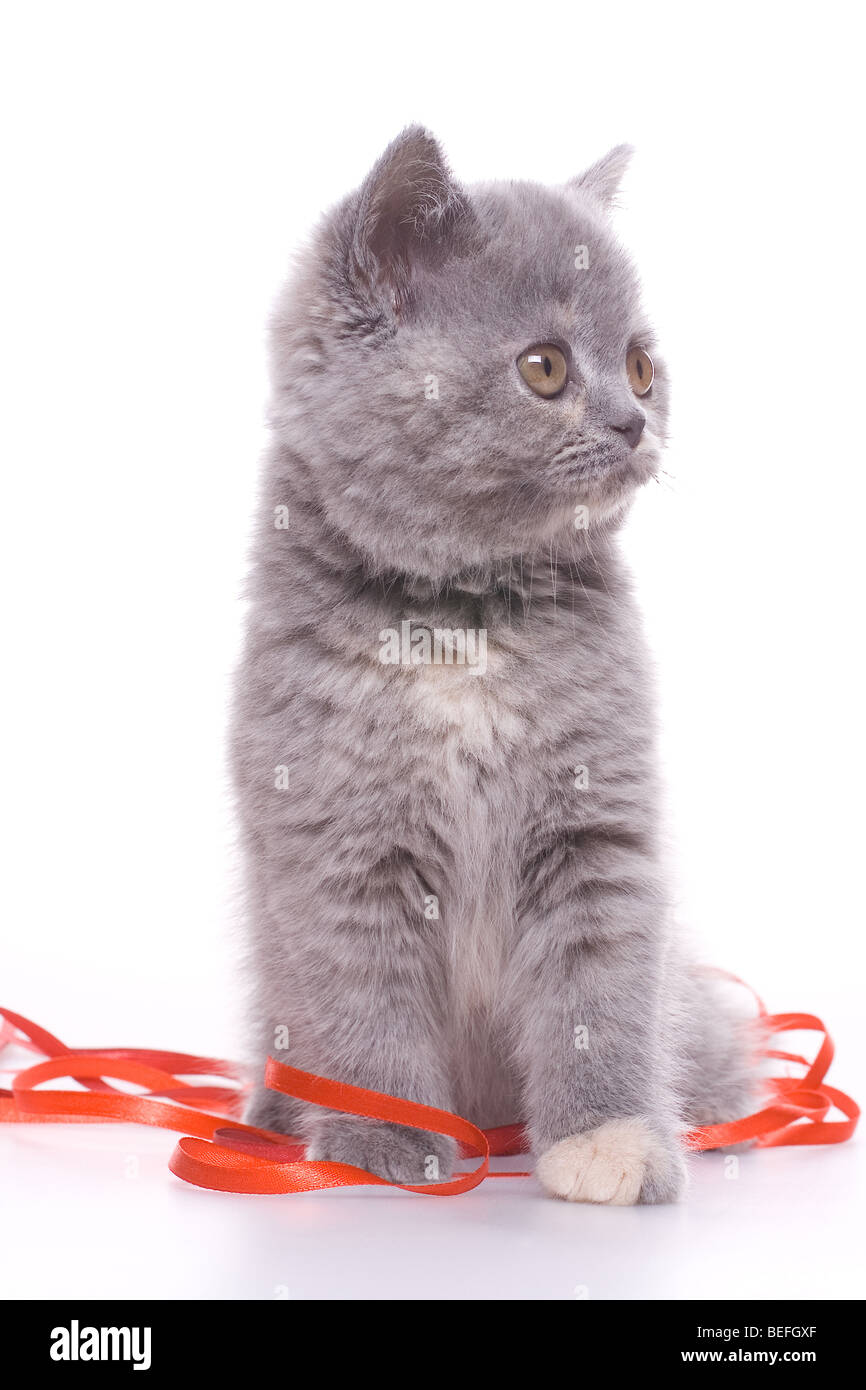 Petit chat avec ruban rouge sur fond blanc Banque D'Images