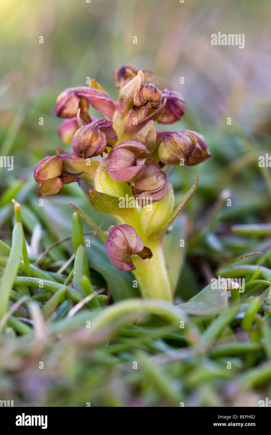 Orchidée grenouille Coeloglossum viride sur Fair Isle en Shetland Banque D'Images