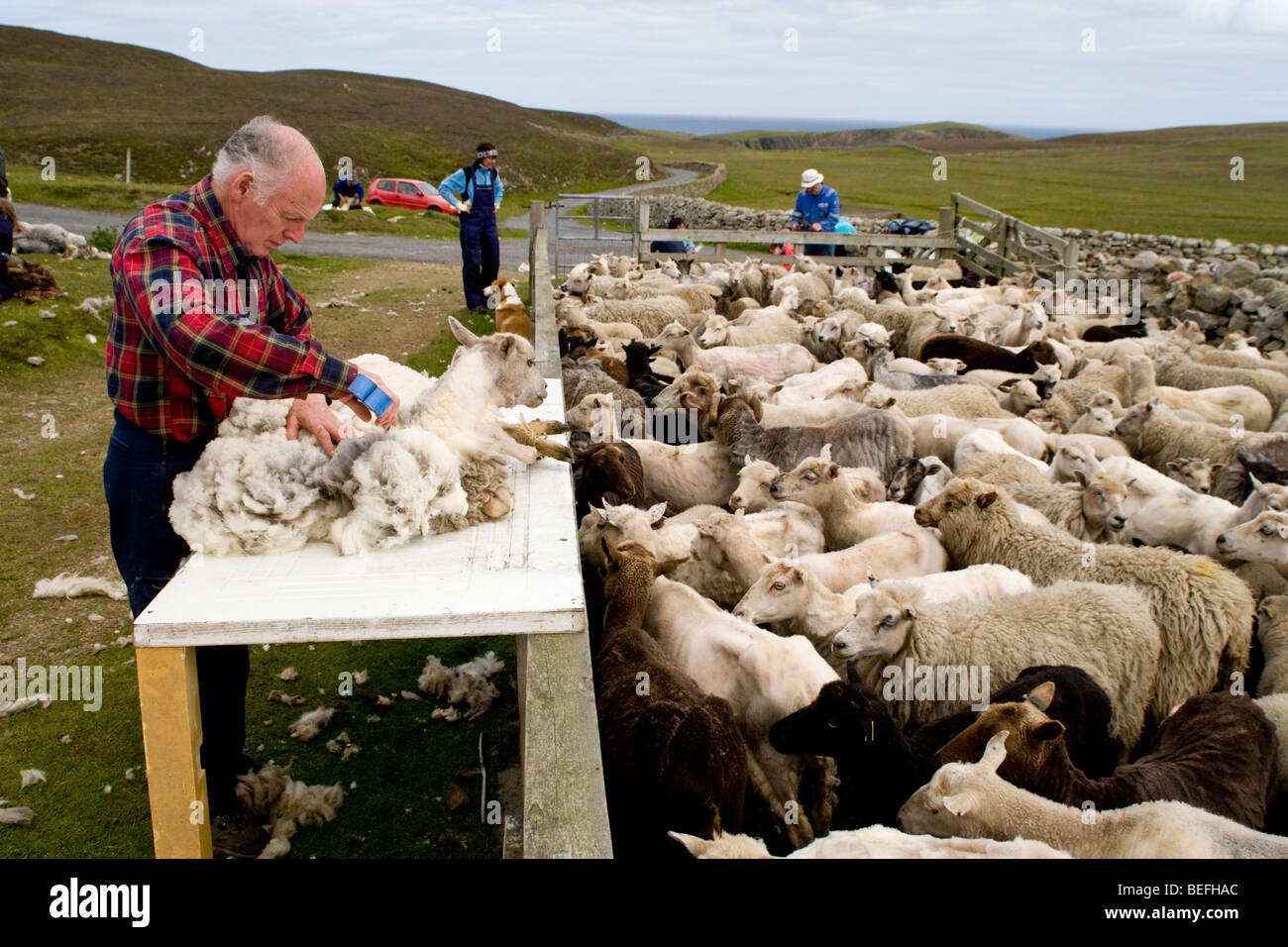L'homme la tonte des moutons sur Fair Isle Shetland Banque D'Images
