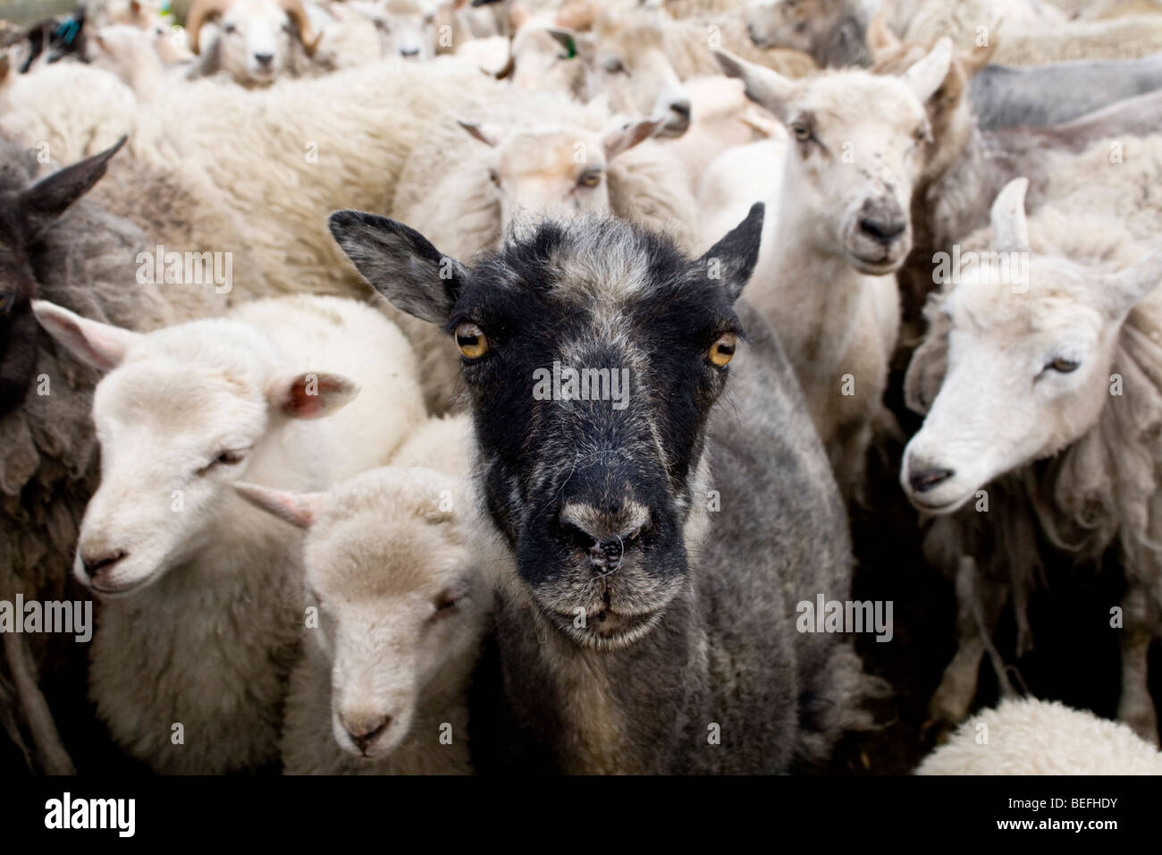 Mouton noir avec des moutons blancs au stylo Fair Isle Shetland Banque D'Images