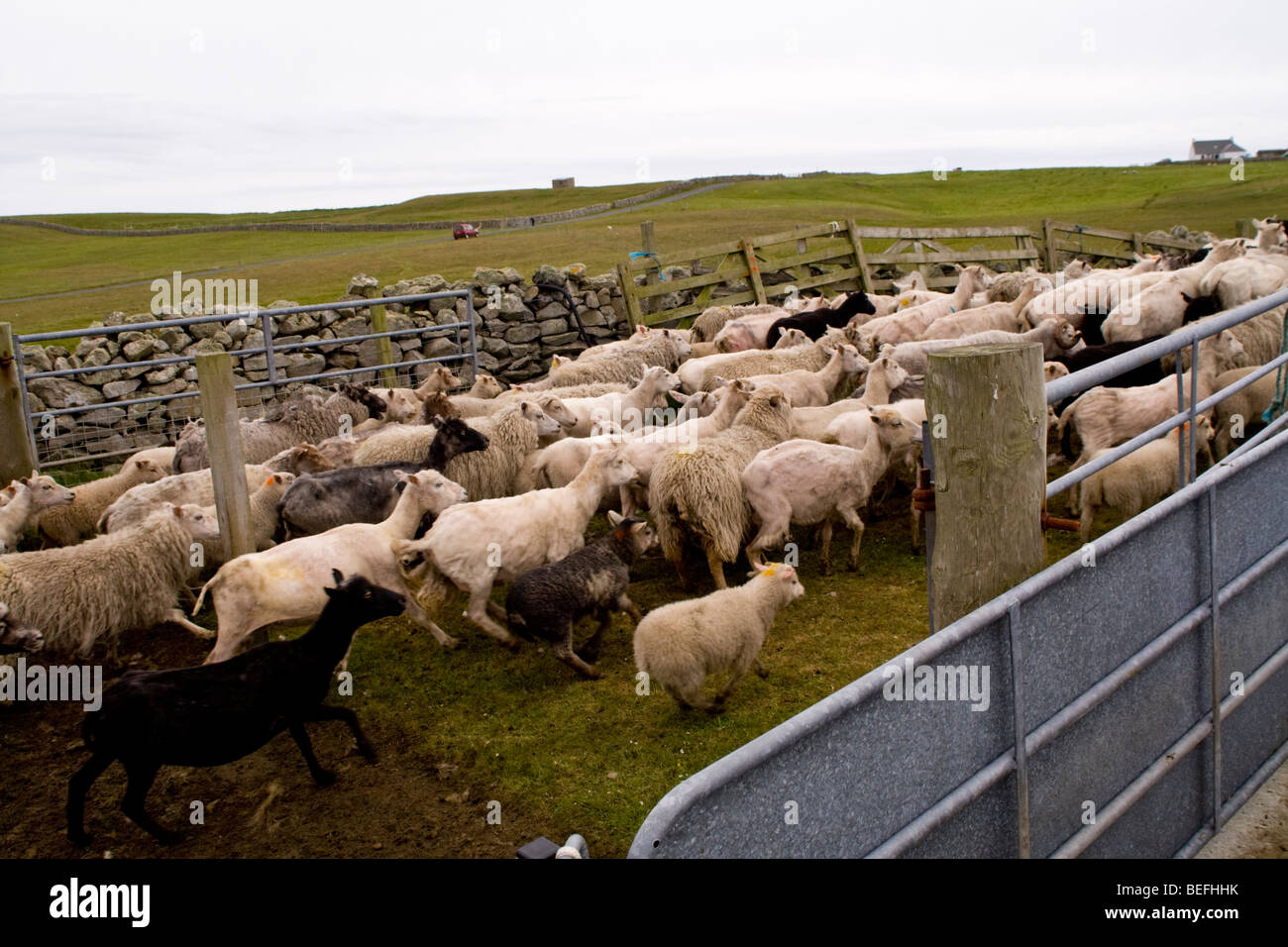 L'exécution de moutons à partir de pen Fair Isle Shetland Banque D'Images