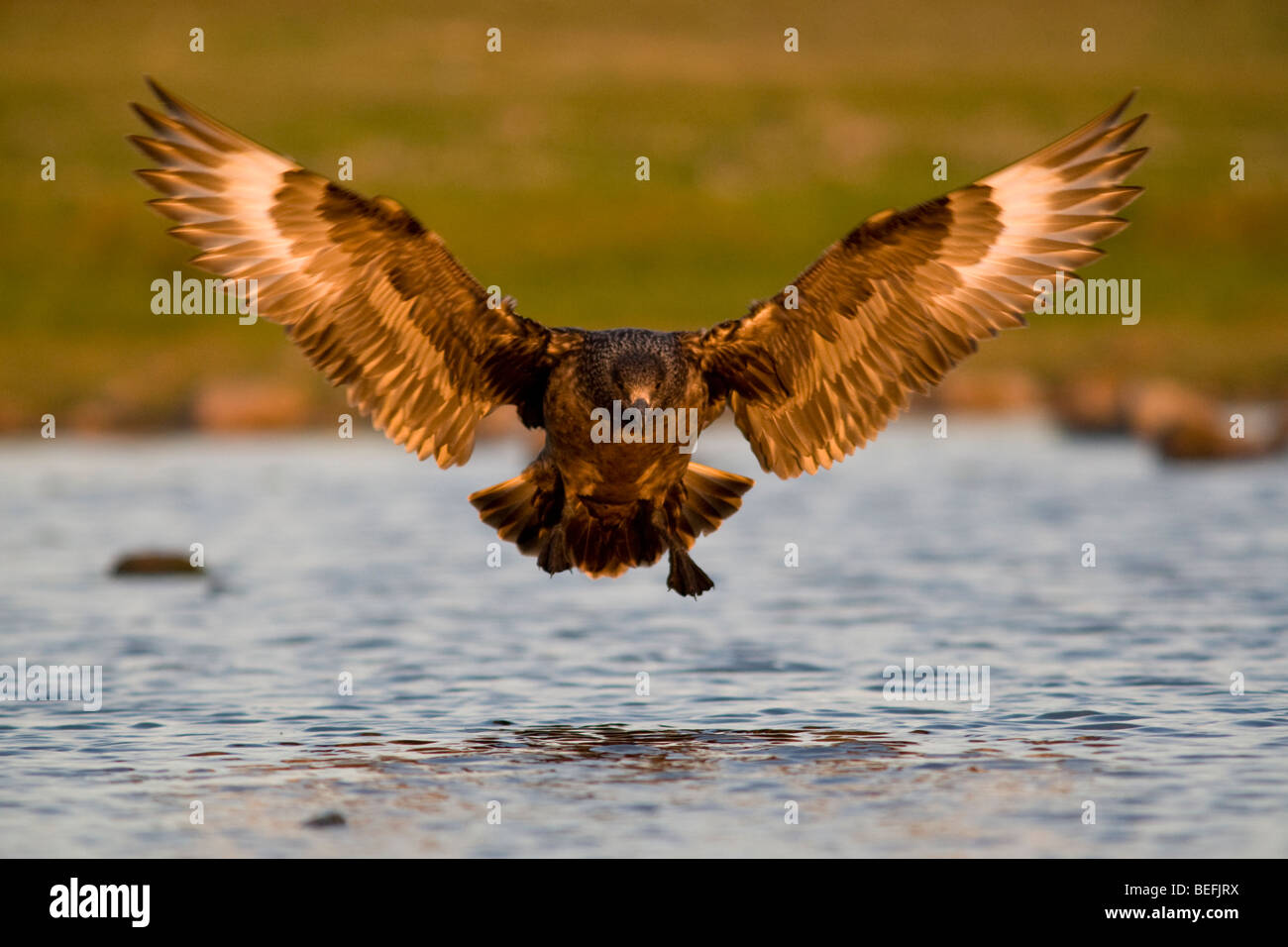 Grand labbe Stercorarius skua landing on pool Fair Isle Shetland Banque D'Images