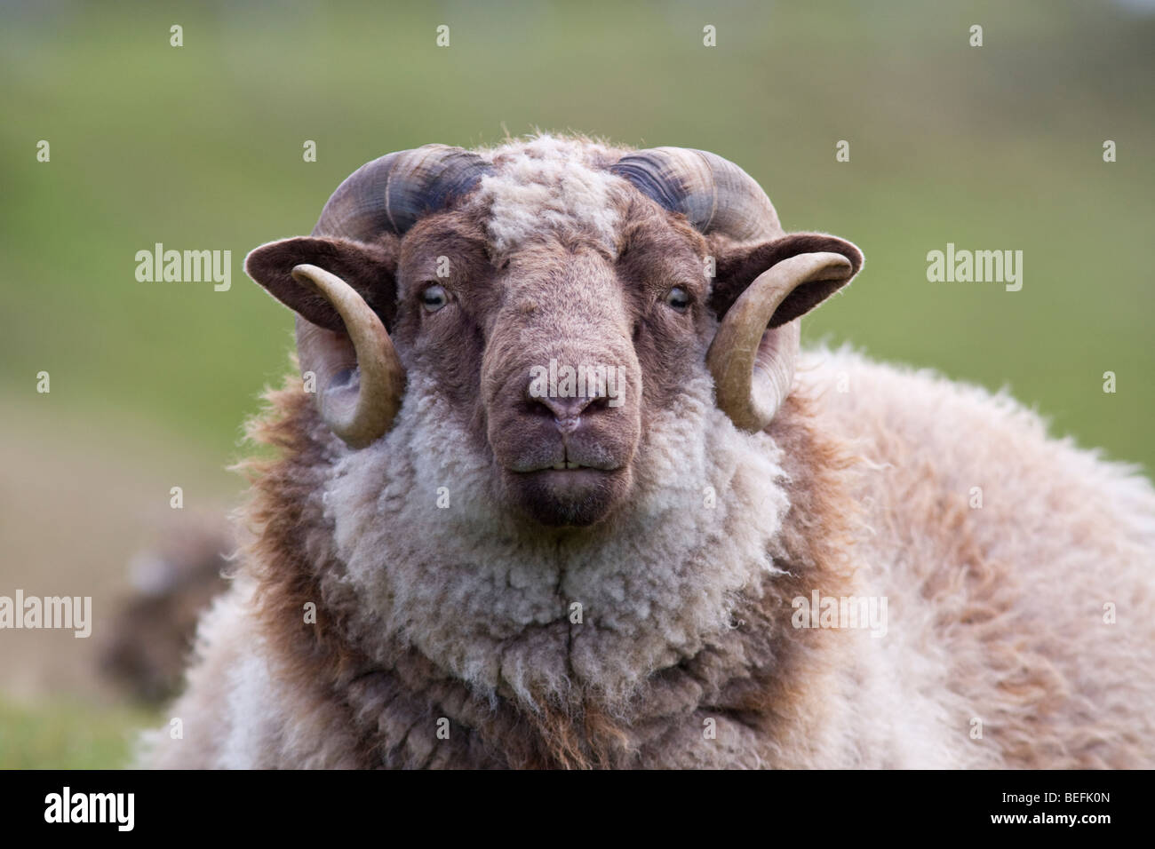 Ram sur Fair Isle Shetland Banque D'Images