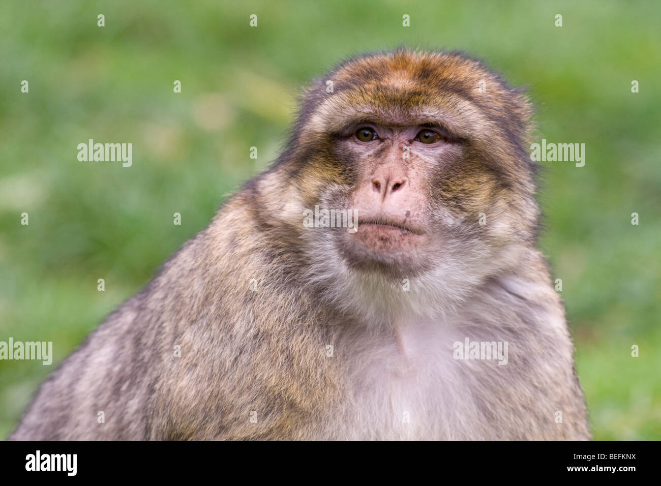 Forêt des Singes Macaques de Barbarie à Trentham, à Stoke, UK Banque D'Images