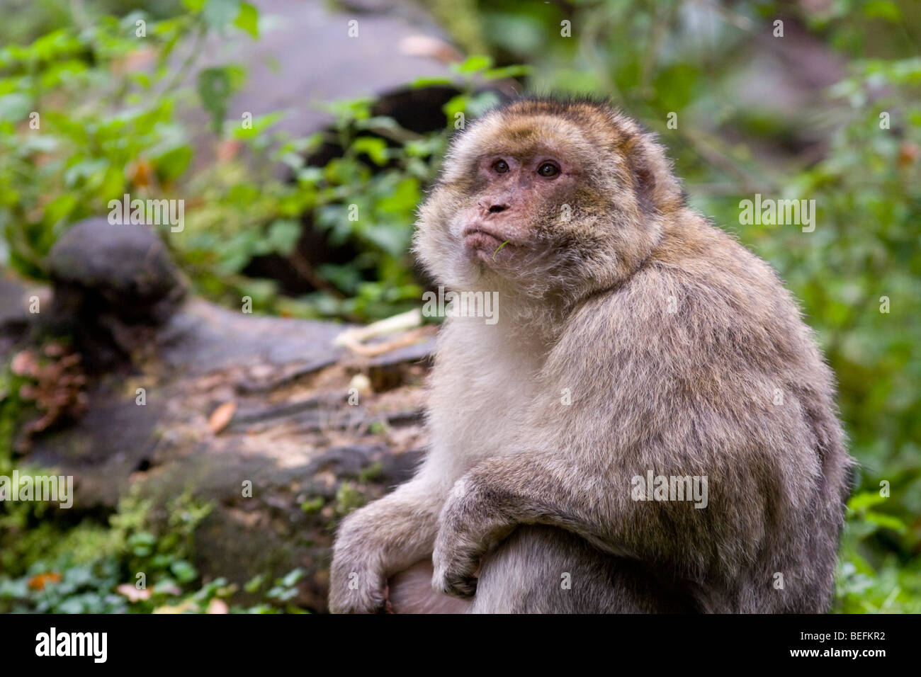 Forêt des Singes Macaques de Barbarie à Trentham, à Stoke, UK Banque D'Images