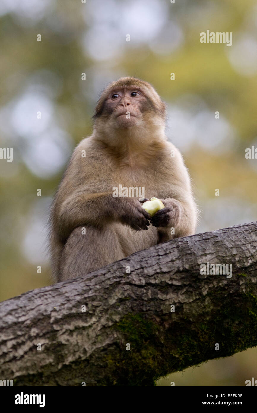 Forêt des Singes Macaques de Barbarie à Trentham, à Stoke, UK Banque D'Images